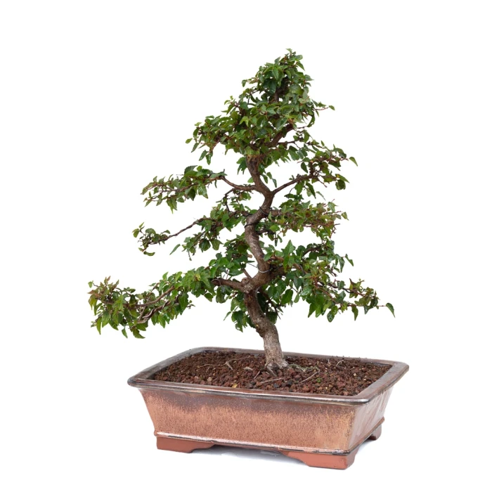 Vente Bonsai de collection Charme de Corée 60 cm Sankaly Bonsai