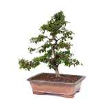 Vente Bonsai de collection Charme de Corée 60 cm Sankaly Bonsai