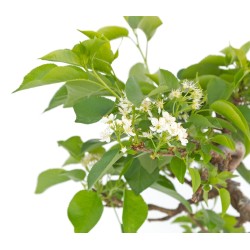 Sankaly Bonsai Malus sp. PZ-ERWIAM 28 cm MAL260302MB