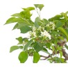 Sankaly Bonsai Malus sp. PZ-ERWIAM 28 cm MAL260302MB