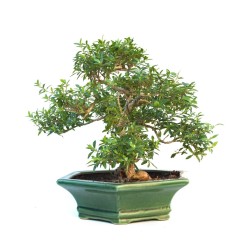 Vente de Bonsai Serissa Indonesien 35 cm SERIND260301MB