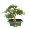 Acheter Bonsai Serissa Indonesien 35 cm SERIND260301MB