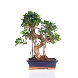 Achat Bonsai Ficus Retusa 55 cm Sankaly Bonsai