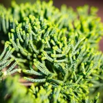 Feuillage Juniperus Chinensis Kishu Sankaly Bonsaï