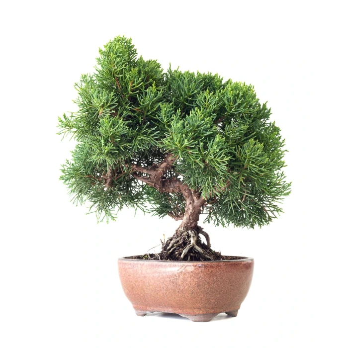 Achat Bonsaï Juniperus Chinensis de 35 cm originaire du Japon, âgé d’environ 16 à 17 ans JC260402FB2