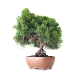 Achat Bonsaï Juniperus Chinensis de 35 cm originaire du Japon, âgé d’environ 16 à 17 ans JC260402FB2