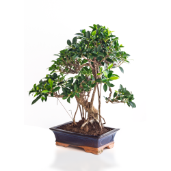 Acheter Bonsai Ficus Retusa 55 cm Sankaly Bonsai