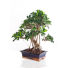 Acheter Bonsai Ficus Retusa 55 cm Sankaly Bonsai