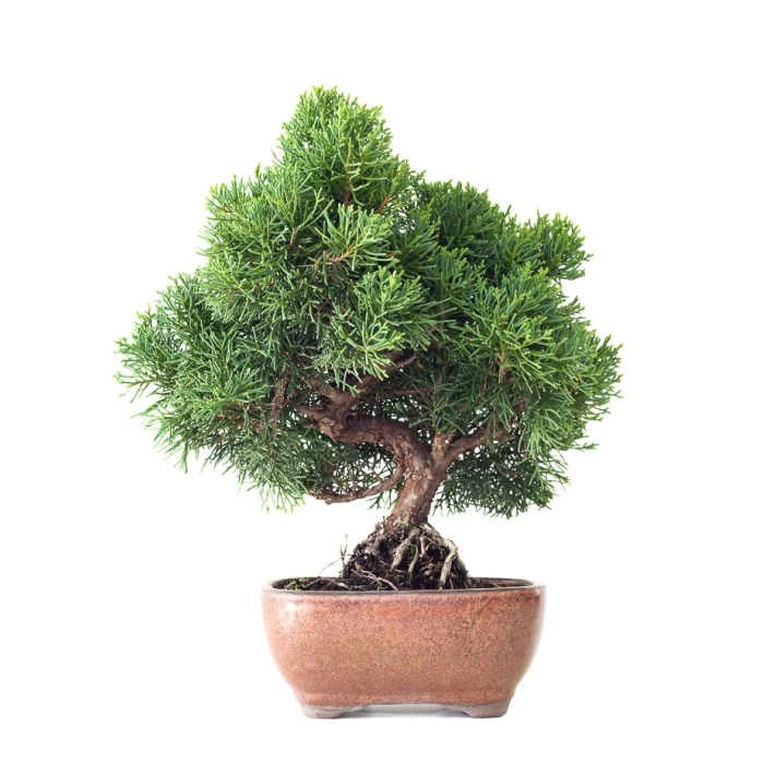 Acheter Bonsaï Juniperus Chinensis de 35 cm originaire du Japon, âgé d’environ 16 à 17 ans JC260402FB2