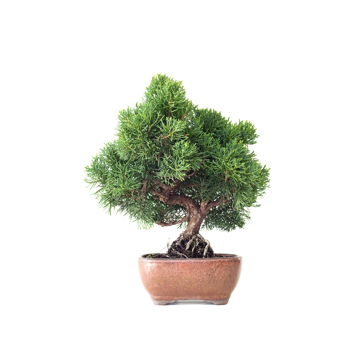 Acheter Bonsaï Juniperus Chinensis de 35 cm originaire du Japon, âgé d’environ 16 à 17 ans JC260402FB2