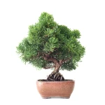 Acheter Bonsaï Juniperus Chinensis de 35 cm originaire du Japon, âgé d’environ 16 à 17 ans JC260402FB2