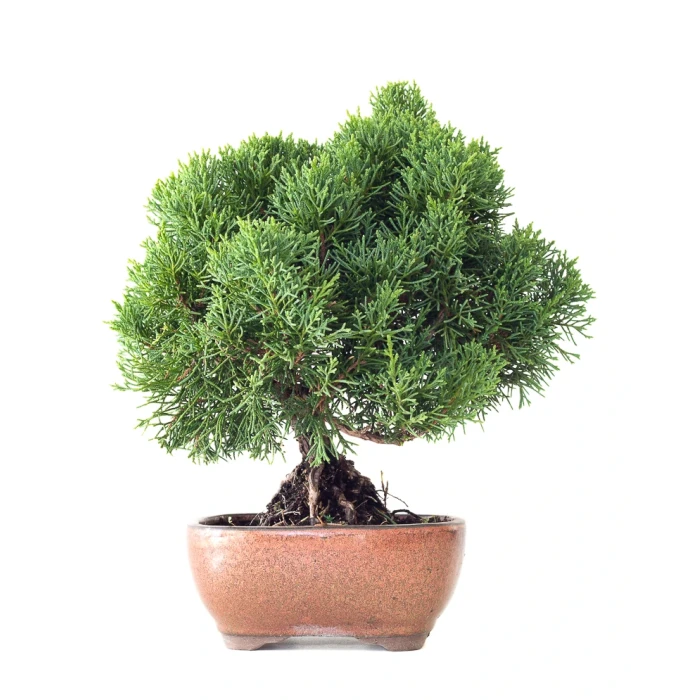 Vente Bonsaï Juniperus Chinensis de 35 cm originaire du Japon, âgé d’environ 16 à 17 ans JC260402FB2