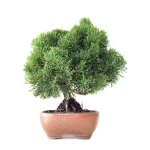 Vente Bonsaï Juniperus Chinensis de 35 cm originaire du Japon, âgé d’environ 16 à 17 ans JC260402FB2