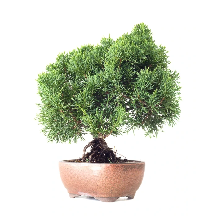 Achat en ligne Bonsaï Juniperus Chinensis de 35 cm originaire du Japon, âgé d’environ 16 à 17 ans JC260402FB2