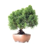 Achat en ligne Bonsaï Juniperus Chinensis de 35 cm originaire du Japon, âgé d’environ 16 à 17 ans JC260402FB2