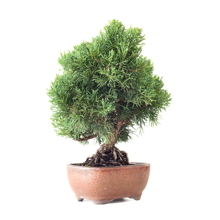 Acheter en ligne Bonsaï Juniperus Chinensis de 35 cm originaire du Japon, âgé d’environ 16 à 17 ans JC260402FB2