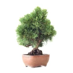 Acheter en ligne Bonsaï Juniperus Chinensis de 35 cm originaire du Japon, âgé d’environ 16 à 17 ans JC260402FB2