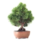 Vente en ligne Bonsaï Juniperus Chinensis de 35 cm originaire du Japon, âgé d’environ 16 à 17 ans JC260402FB2