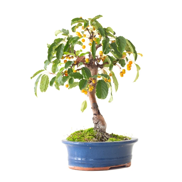 Achat Bonsai Malus Pommier 37 cm Sankaly Bonsai