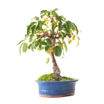 Achat Bonsai Malus Pommier 37 cm Sankaly Bonsai