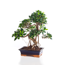 Vente de Bonsai Ficus Retusa 55 cm Sankaly Bonsai