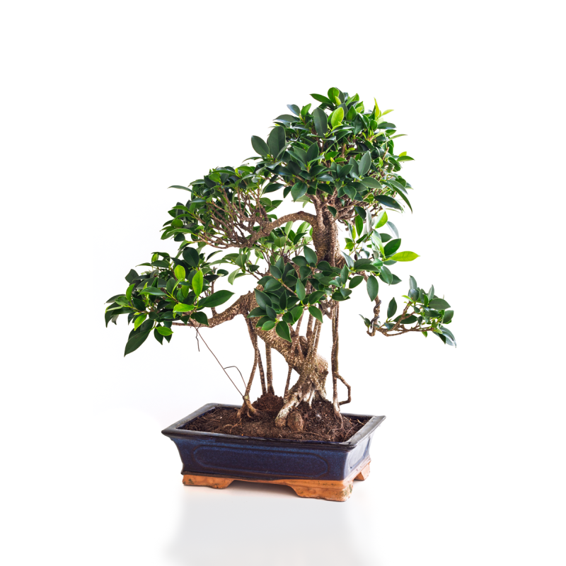 Vente de Bonsai Ficus Retusa 55 cm Sankaly Bonsai