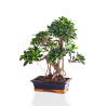 Vente de Bonsai Ficus Retusa 55 cm Sankaly Bonsai