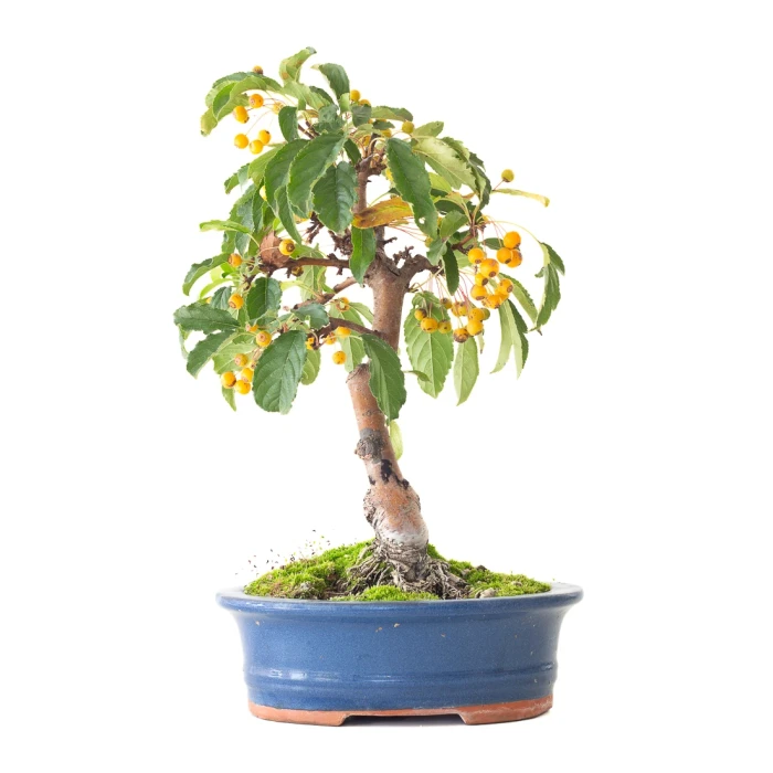 Vente de Bonsai Malus Pommier 37 cm Sankaly Bonsai