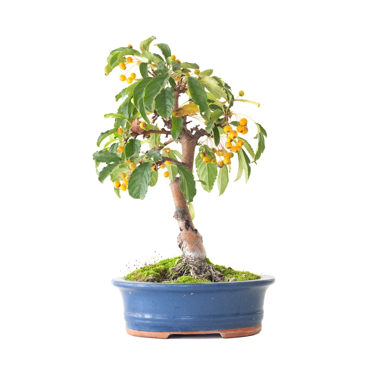Vente de Bonsai Malus Pommier 37 cm Sankaly Bonsai