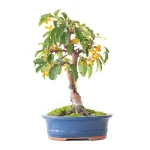 Vente de Bonsai Malus Pommier 37 cm Sankaly Bonsai