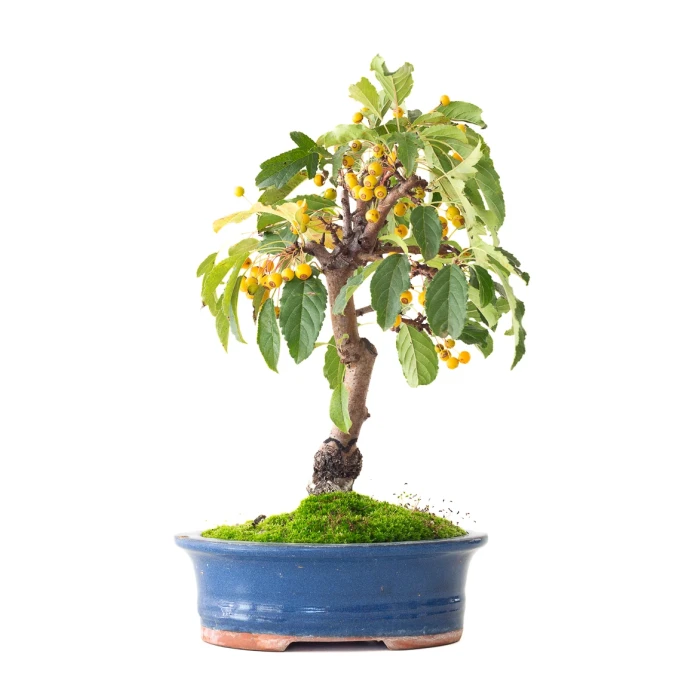 Acheter Bonsai Malus Pommier 37 cm Sankaly Bonsai