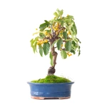 Acheter Bonsai Malus Pommier 37 cm Sankaly Bonsai