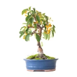 Vente en ligne de Bonsai Malus Pommier 37 cm Sankaly Bonsai