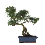 Acheter en ligne Bonsai Poivrier Zanthoxylum 60 cm Sankaly Bonsai