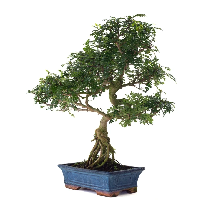 Achat en ligne Bonsai Poivrier Zanthoxylum 60 cm Sankaly Bonsai