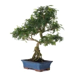Achat en ligne Bonsai Poivrier Zanthoxylum 60 cm Sankaly Bonsai