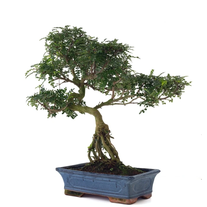 Vente de Bonsai Poivrier Zanthoxylum 60 cm Sankaly Bonsai