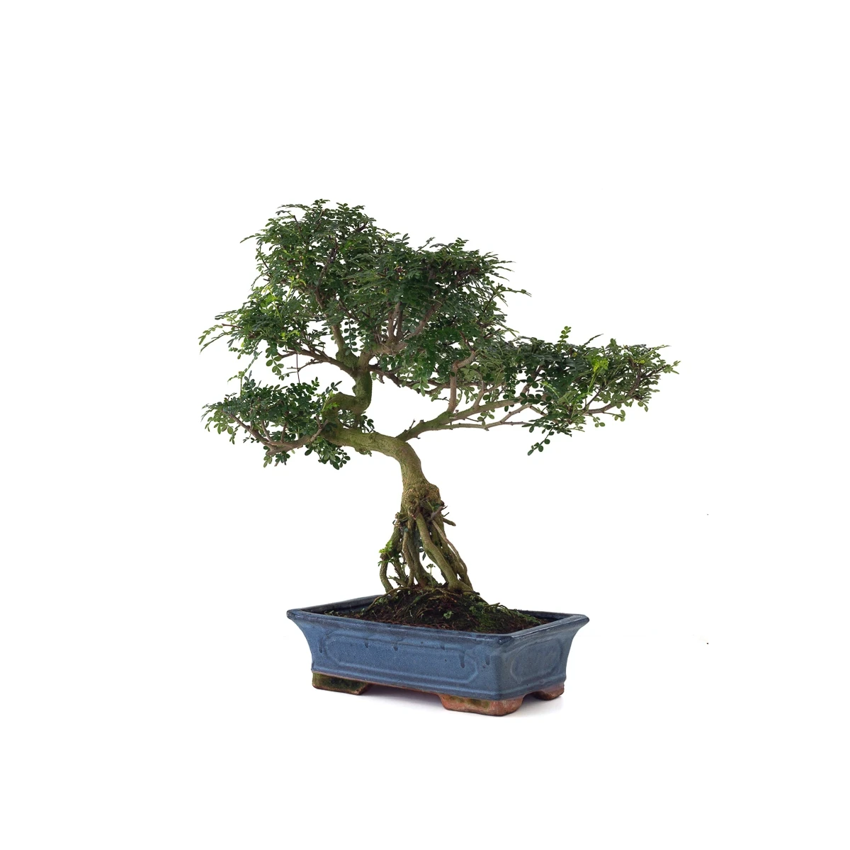 Vente de Bonsai Poivrier Zanthoxylum 60 cm Sankaly Bonsai