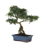 Vente de Bonsai Poivrier Zanthoxylum 60 cm Sankaly Bonsai
