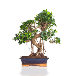 Achat Bonsai en ligne Ficus Retusa 55 cm Sankaly Bonsai