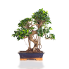 Achat Bonsai en ligne Ficus Retusa 55 cm Sankaly Bonsai