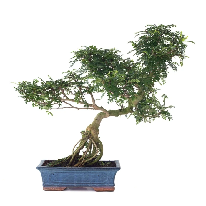 Vente en ligne Bonsai Poivrier Zanthoxylum 60 cm Sankaly Bonsai