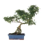 Vente en ligne Bonsai Poivrier Zanthoxylum 60 cm Sankaly Bonsai