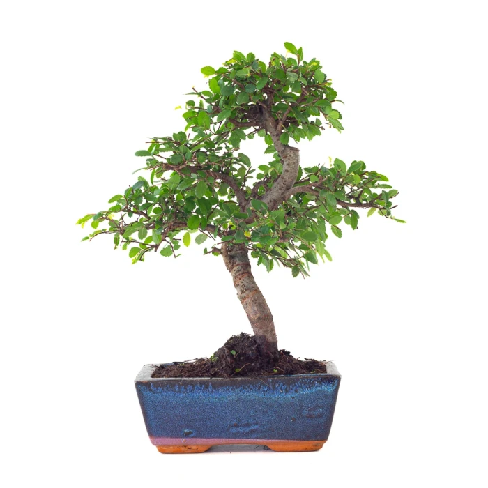 Vente en ligne de Bonsai Orme de Chine 30 cm Sankaly Bonsai ORM261003MB