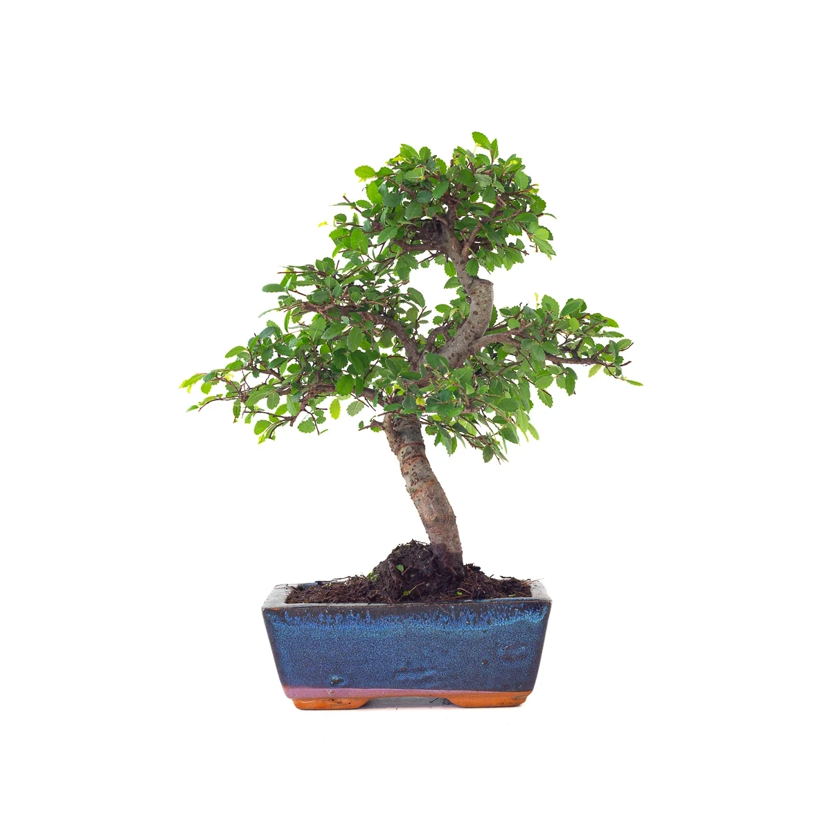 Vente en ligne de Bonsai Orme de Chine 30 cm Sankaly Bonsai ORM261003MB