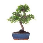 Vente en ligne de Bonsai Orme de Chine 30 cm Sankaly Bonsai ORM261003MB