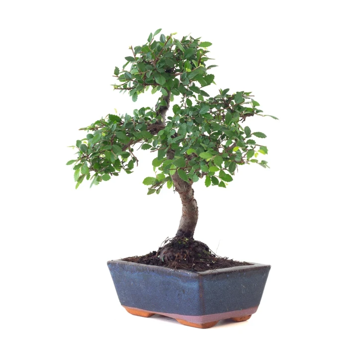 Achat en ligne de Bonsai Orme de Chine 30 cm Sankaly Bonsai ORM261003MB