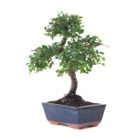 Achat en ligne de Bonsai Orme de Chine 30 cm Sankaly Bonsai ORM261003MB