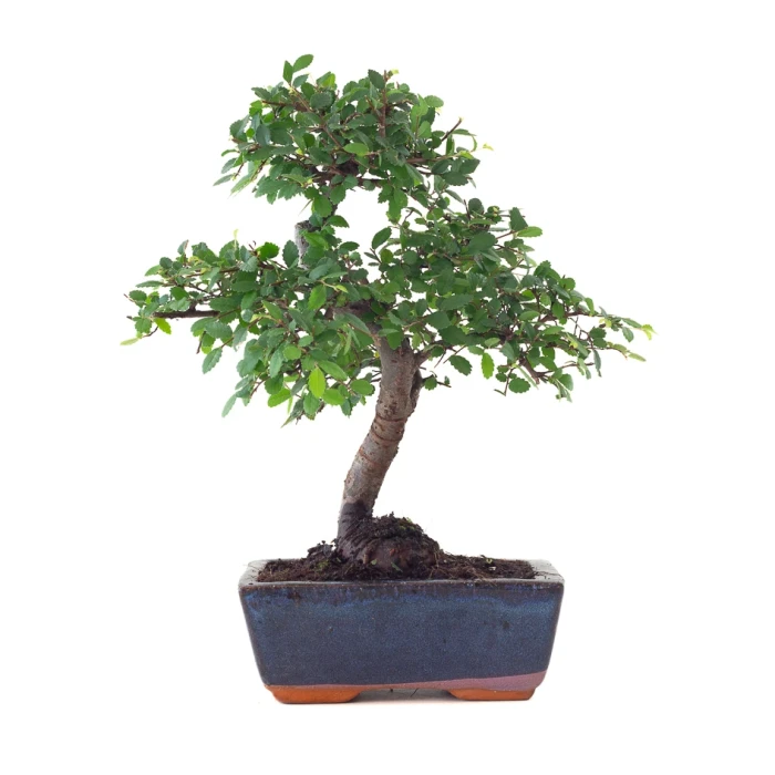 Acheter en ligne de Bonsai Orme de Chine 30 cm Sankaly Bonsai ORM261003MB