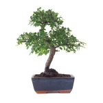 Acheter en ligne de Bonsai Orme de Chine 30 cm Sankaly Bonsai ORM261003MB